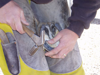Be Quick Horseshoeing, Inc.