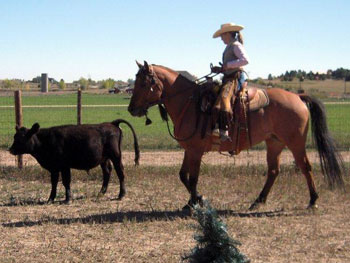 Be Quick Horseshoeing, Inc.