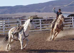 Horse Training