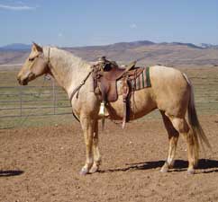 Roping at Be Line Equestrian Center