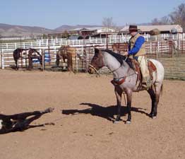 Roping at Be Line Equestrian Center