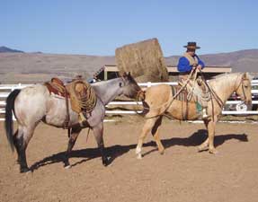 Roping at Be Line Equestrian Center