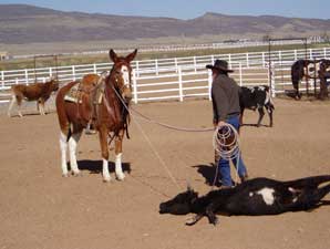 Roping at Be Line Equestrian Center