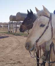 Roping at Be Line Equestrian Center