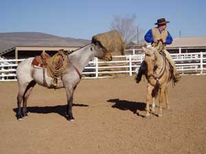 Roping at Be Line Equestrian Center