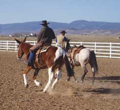 Roping at Be Line Equestrian Center