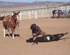 Be Quick Feed & Farrier