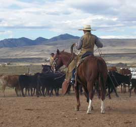 Ranch Roping at Be Quick, Inc.