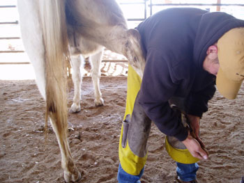 Be Quick Feed & Farrier