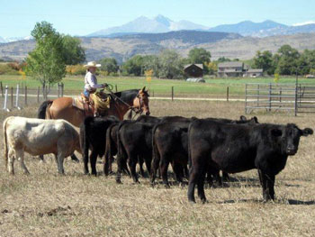Be Quick Feed & Farrier