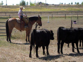 Be Quick Feed & Farrier