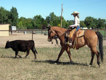 Be Quick Horseshoeing, Inc.