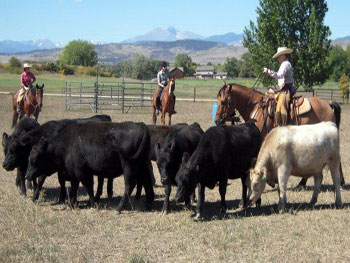 Be Quick Horseshoeing, Inc.