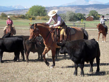 Be Quick Feed & Farrier