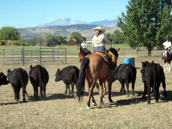Be Quick Feed & Farrier