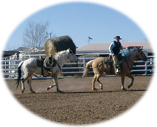 Horse Training