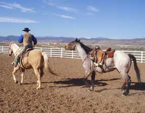 Horse Training